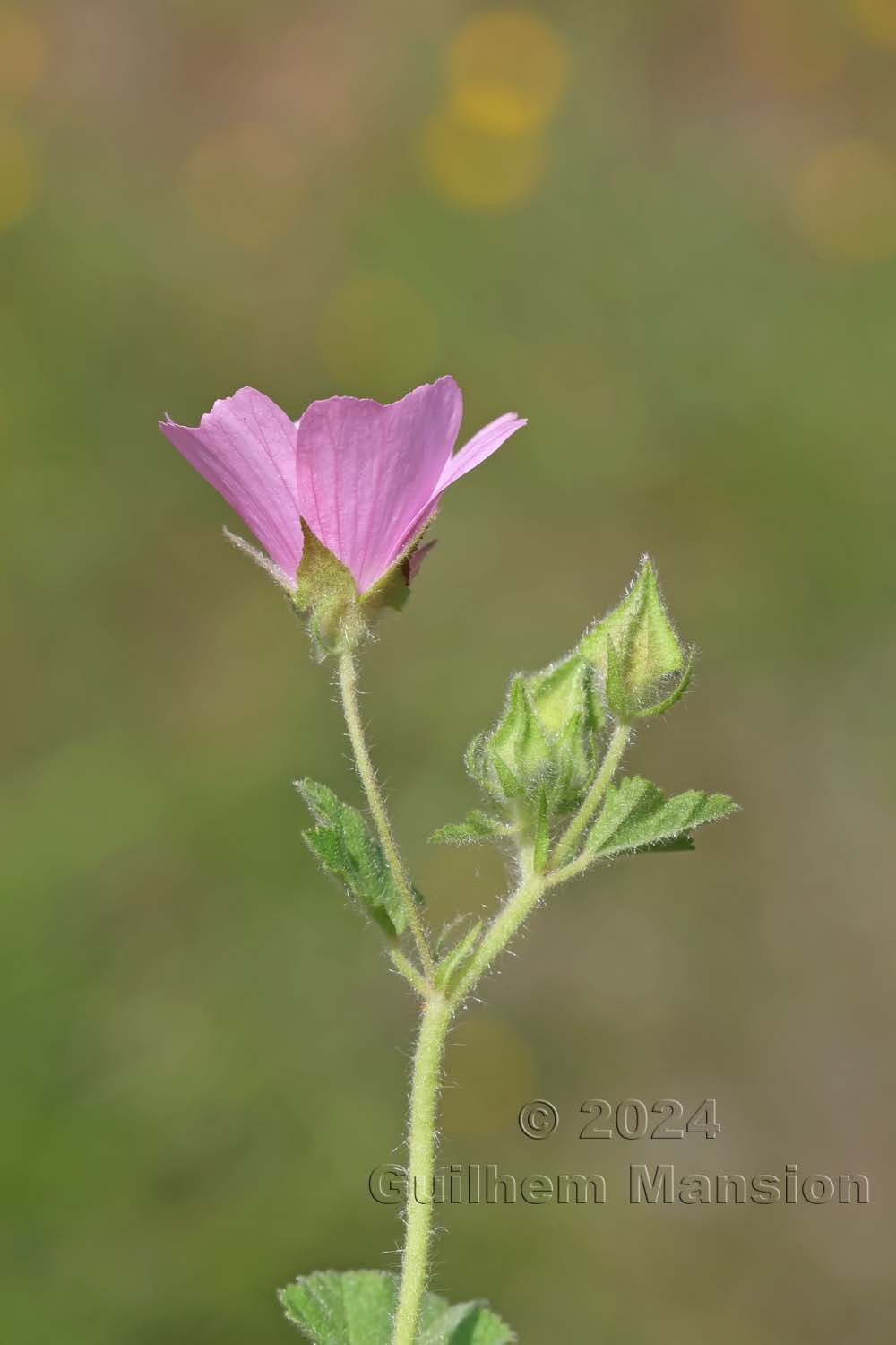 Malva hispanica