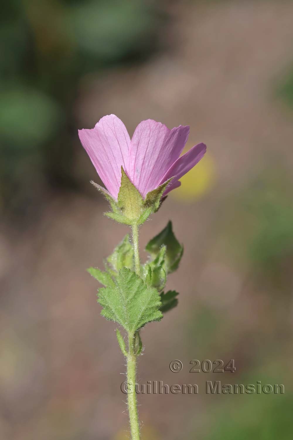 Malva hispanica