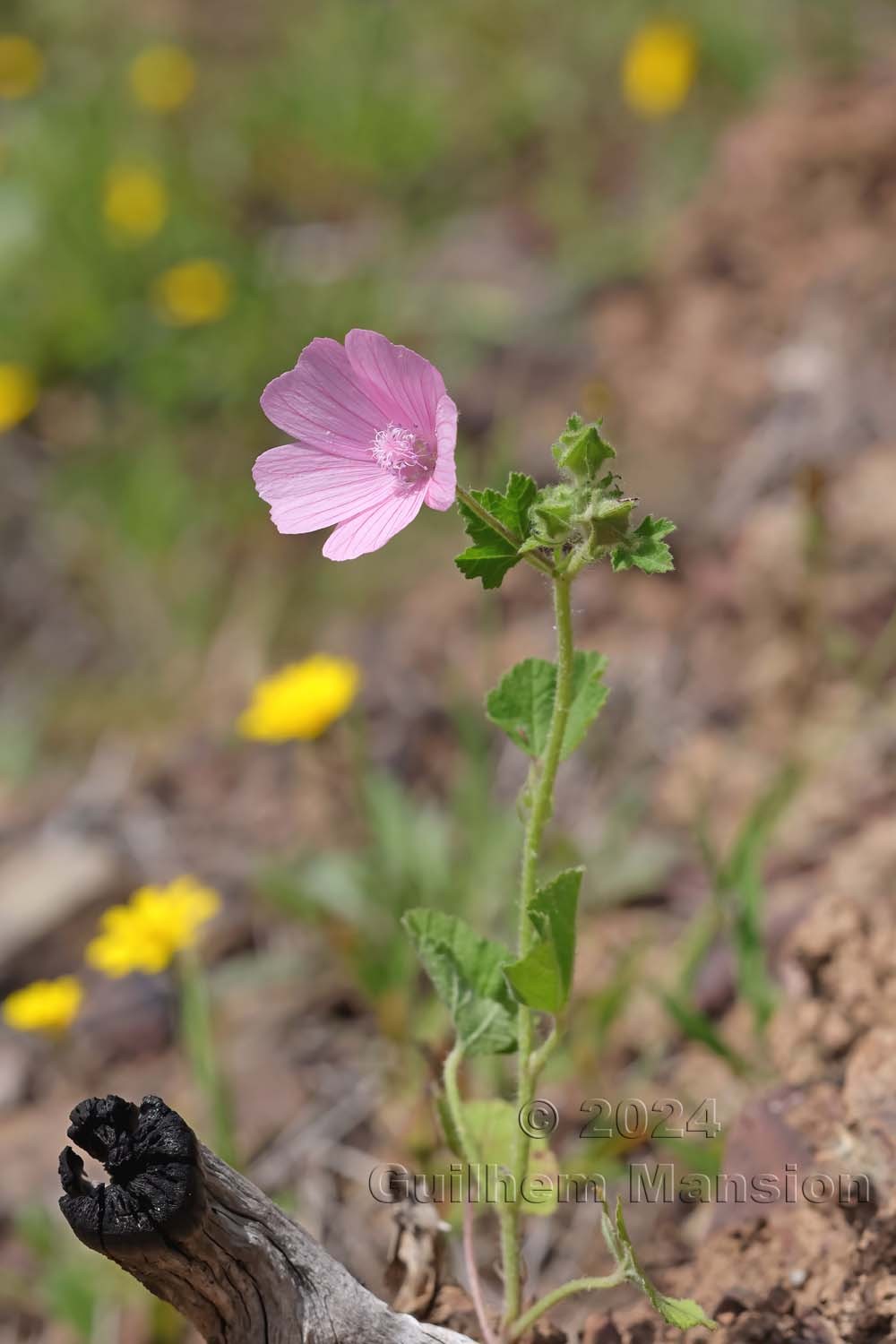 Malva hispanica