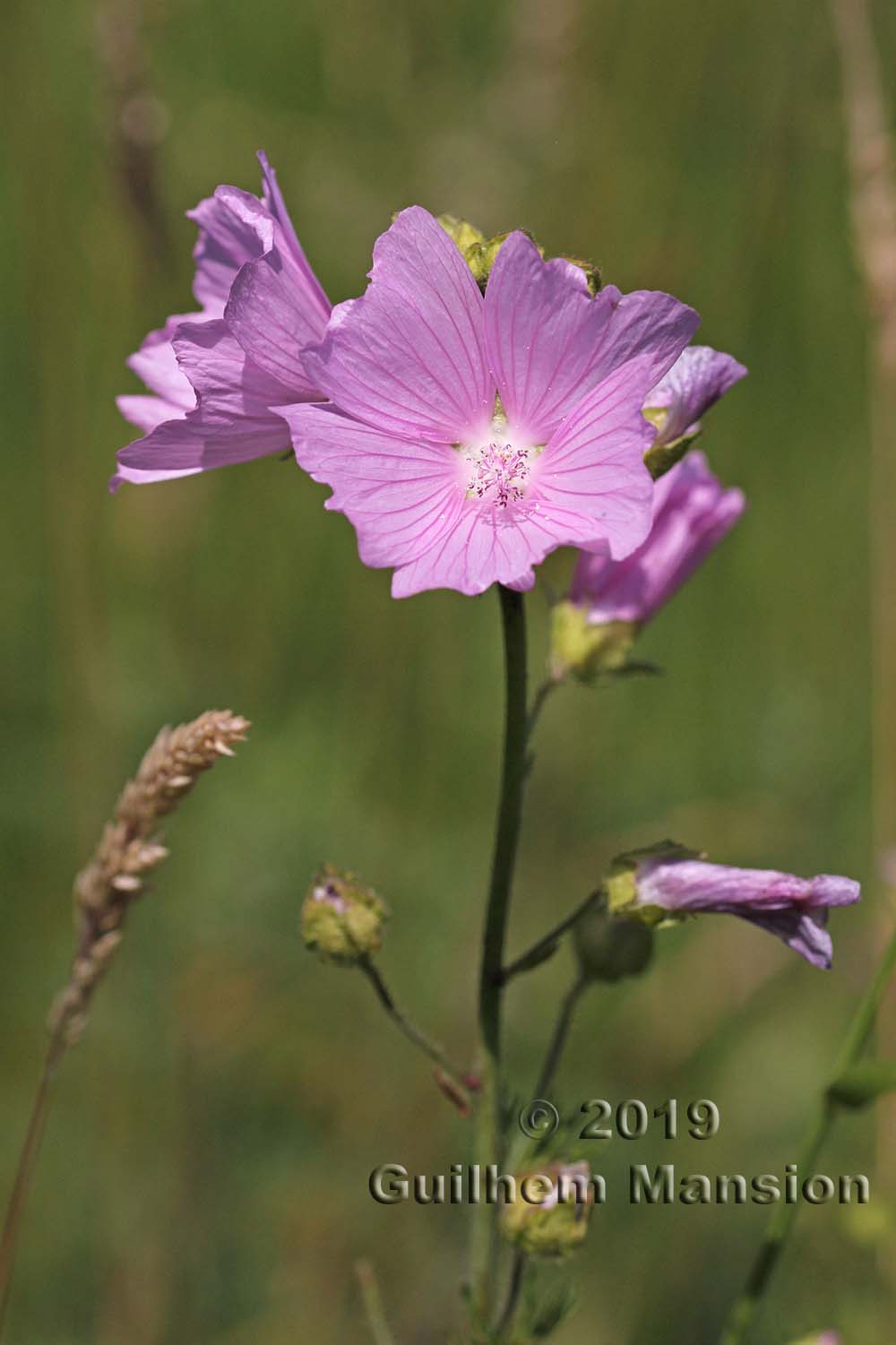 Malva moschata