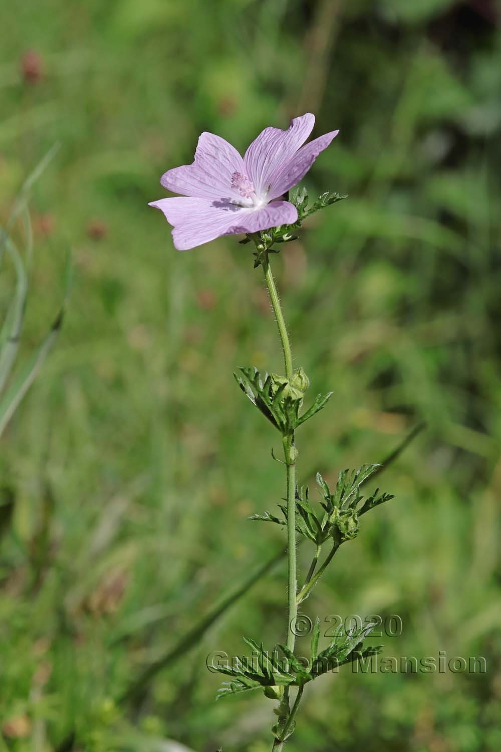 Malva moschata