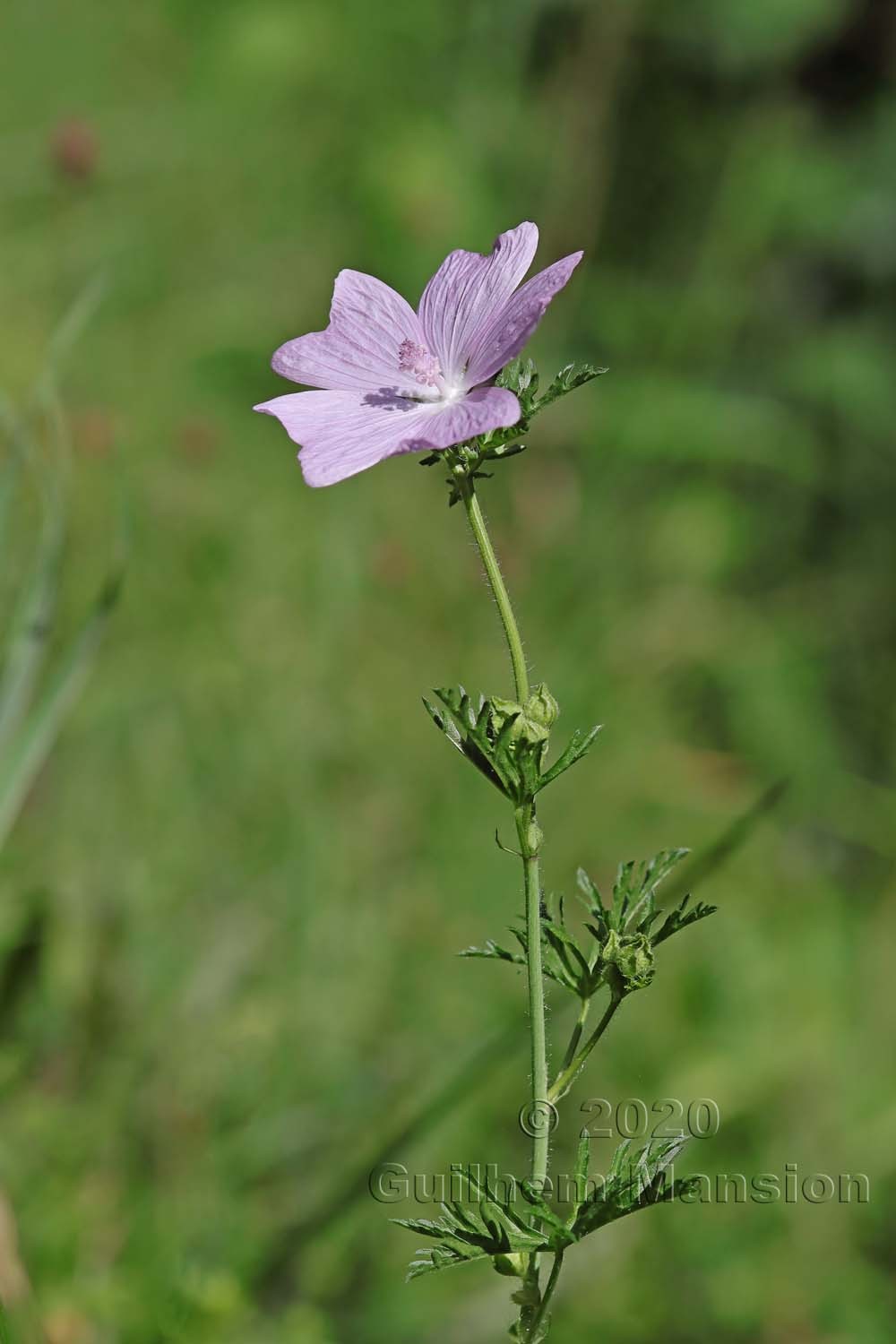 Malva moschata