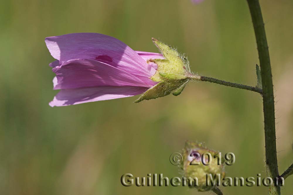 Malva moschata