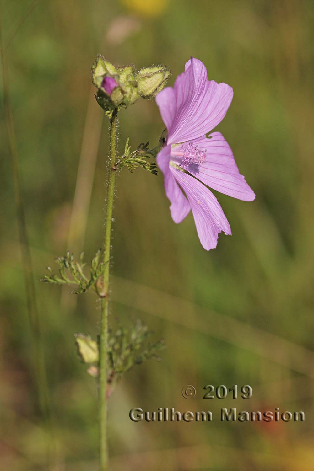 Malva moschata