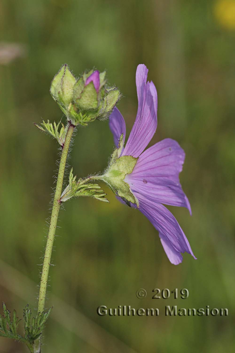 Malva moschata