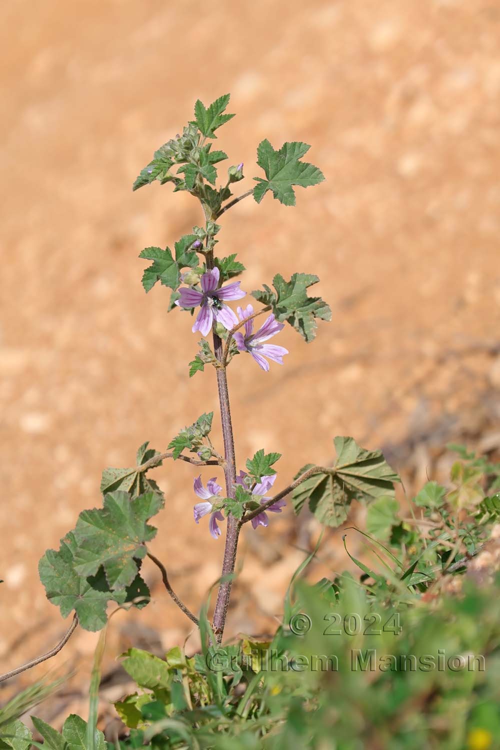 Malva multiflora
