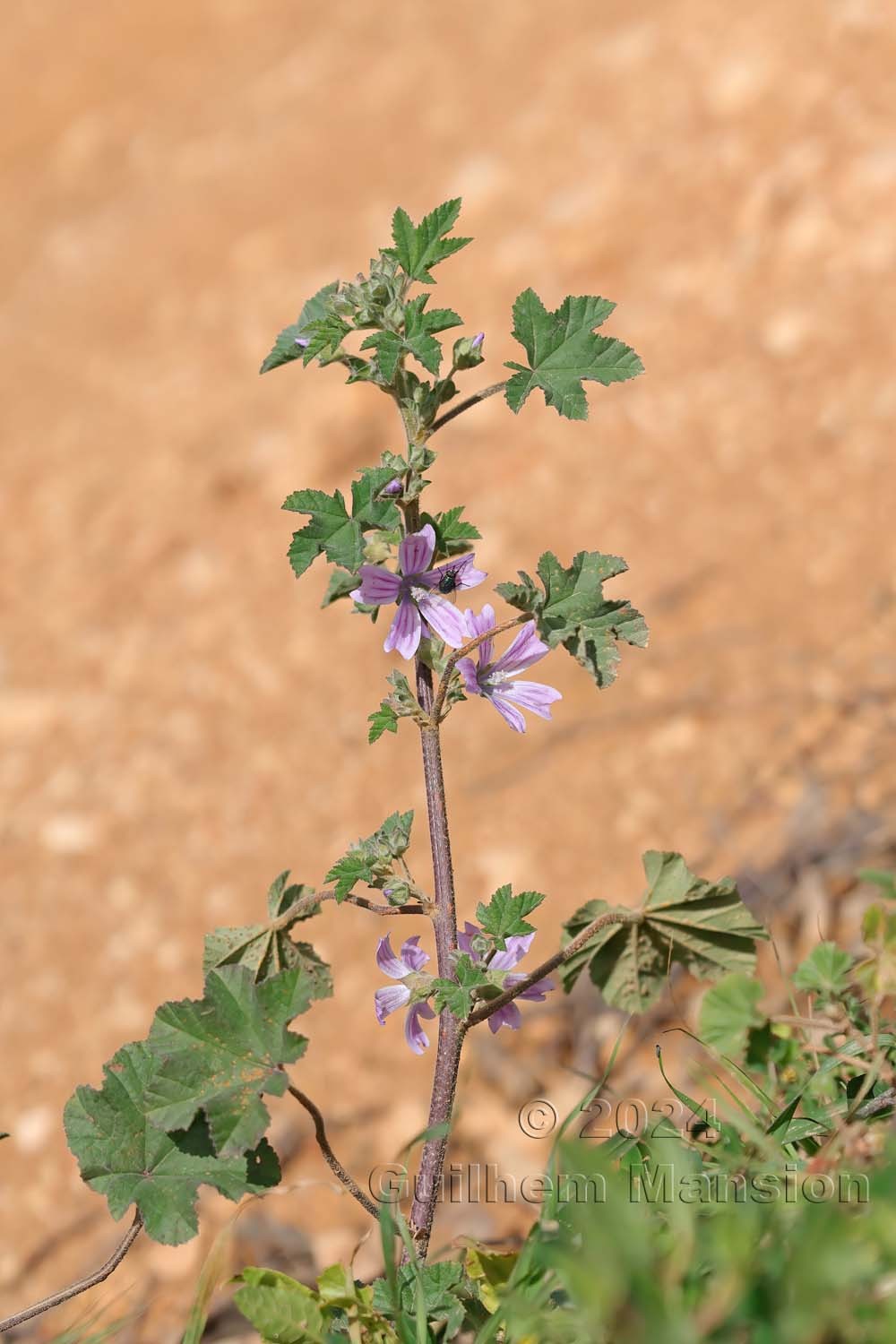 Malva multiflora
