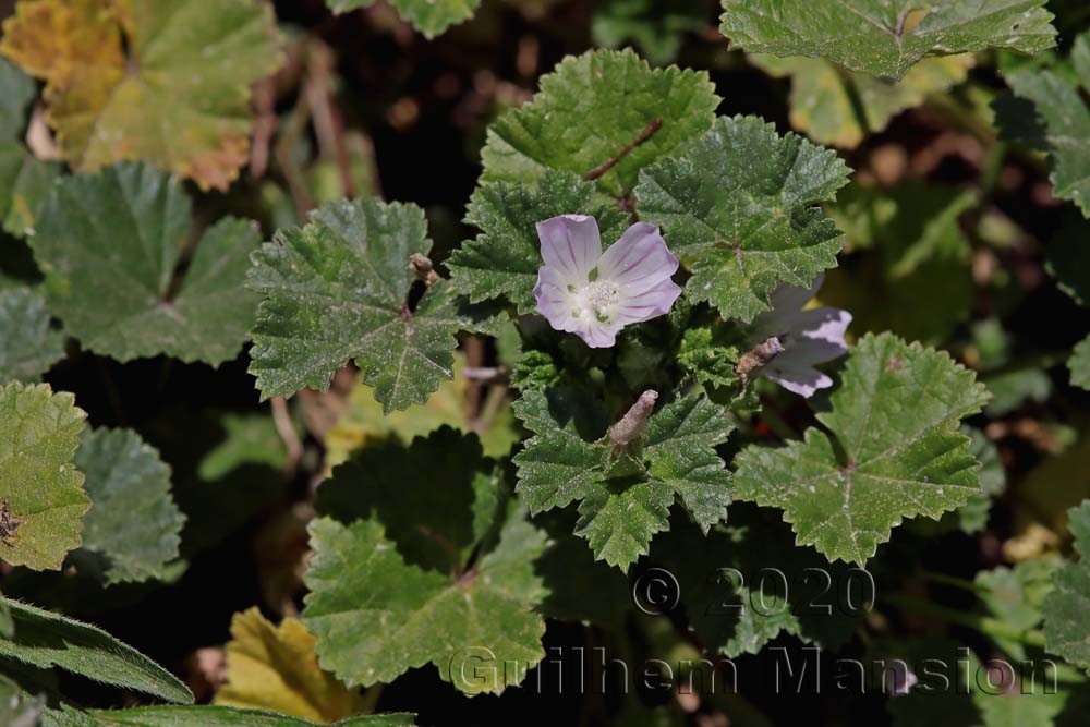 Malva neglecta