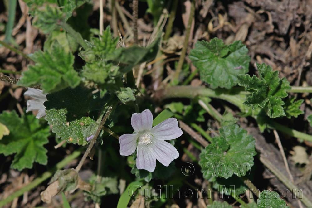 Malva neglecta