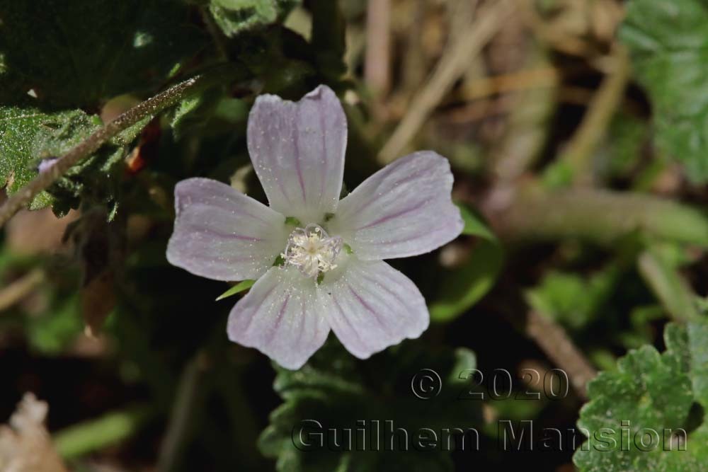 Malva neglecta