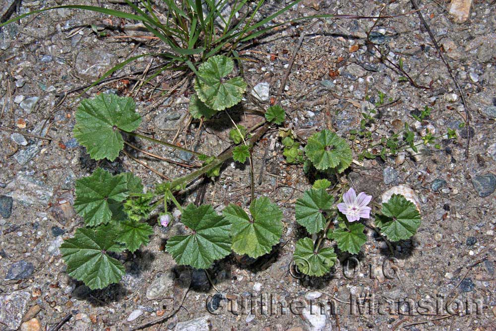 Malva neglecta