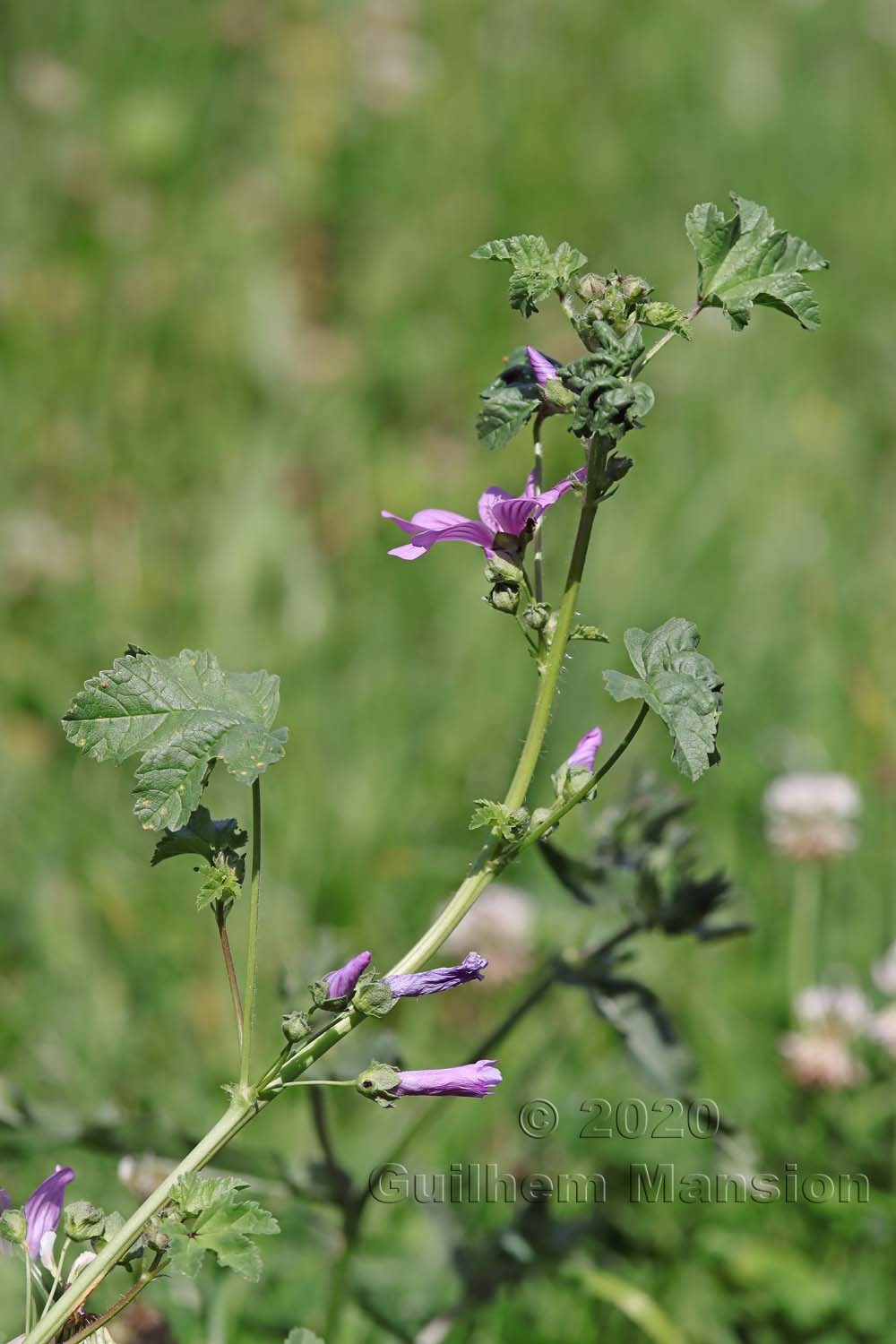 Malva sylvestris