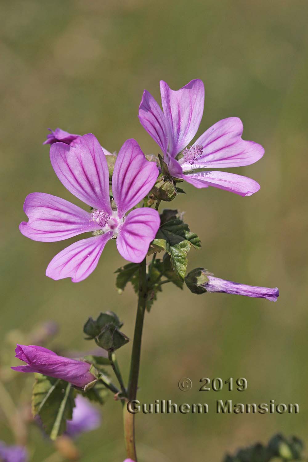 Malva sylvestris