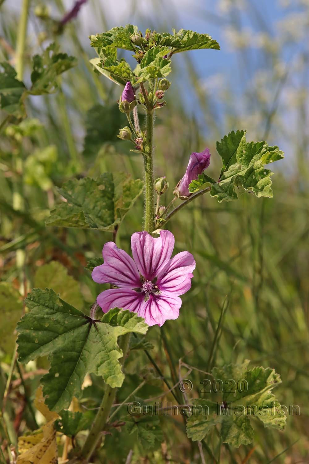 Malva sylvestris