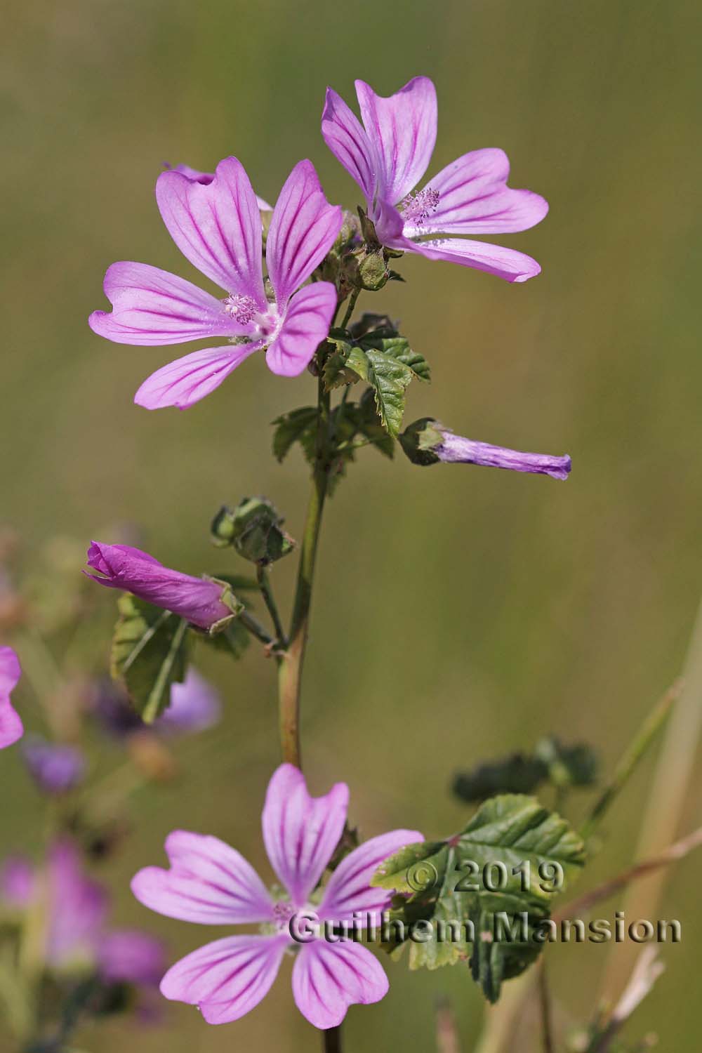 Malva sylvestris