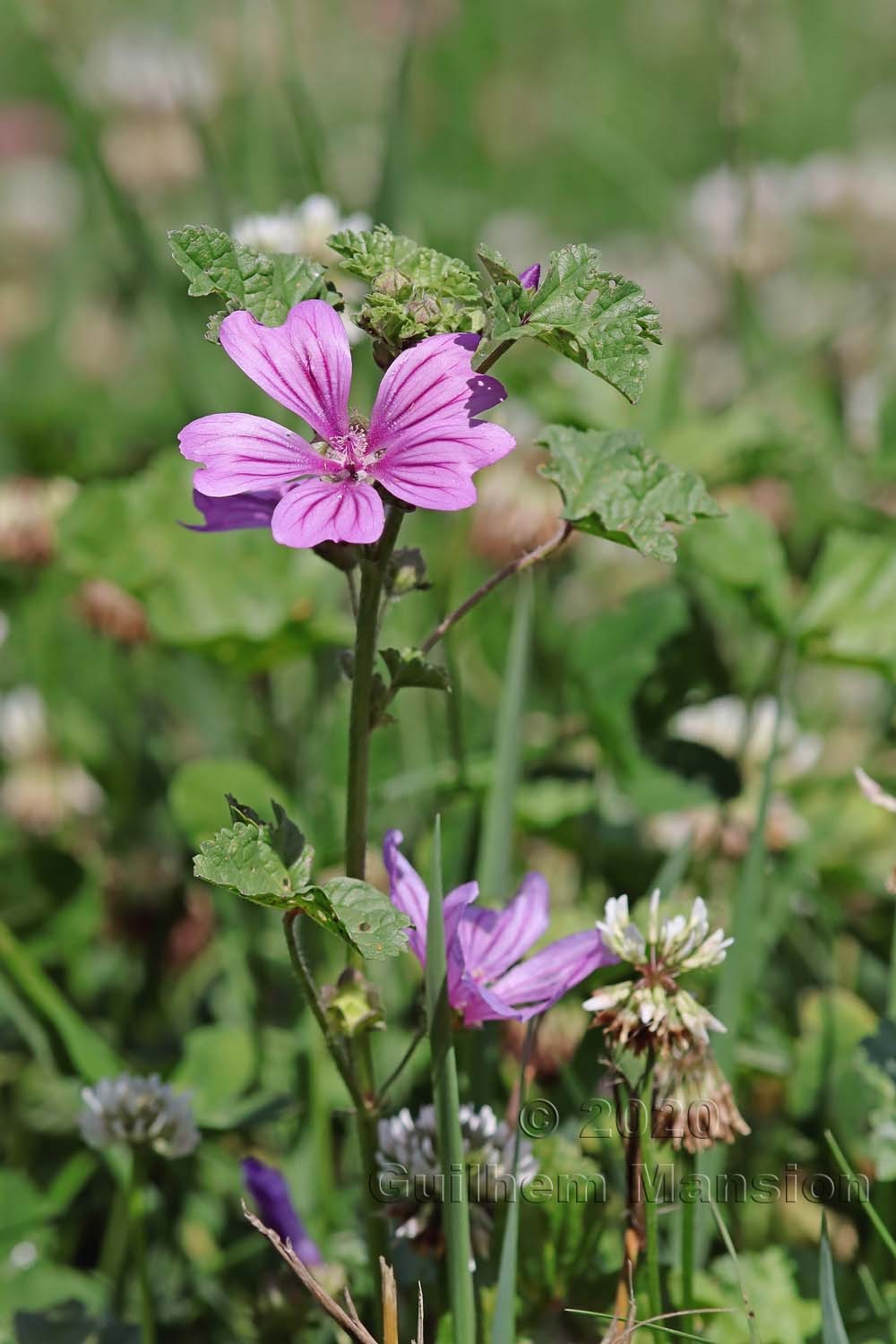 Malva sylvestris