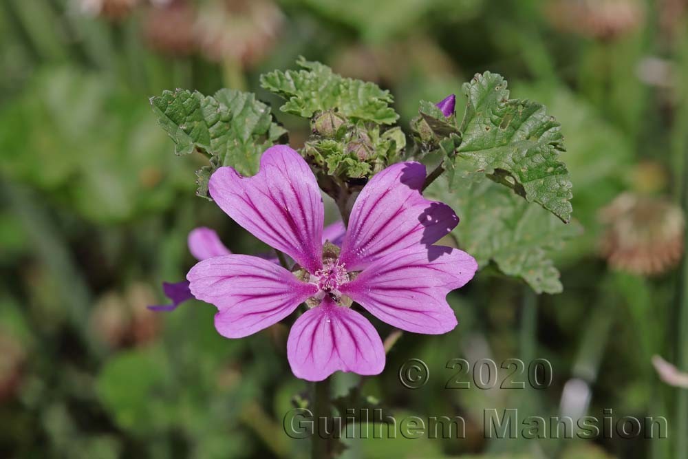 Malva sylvestris