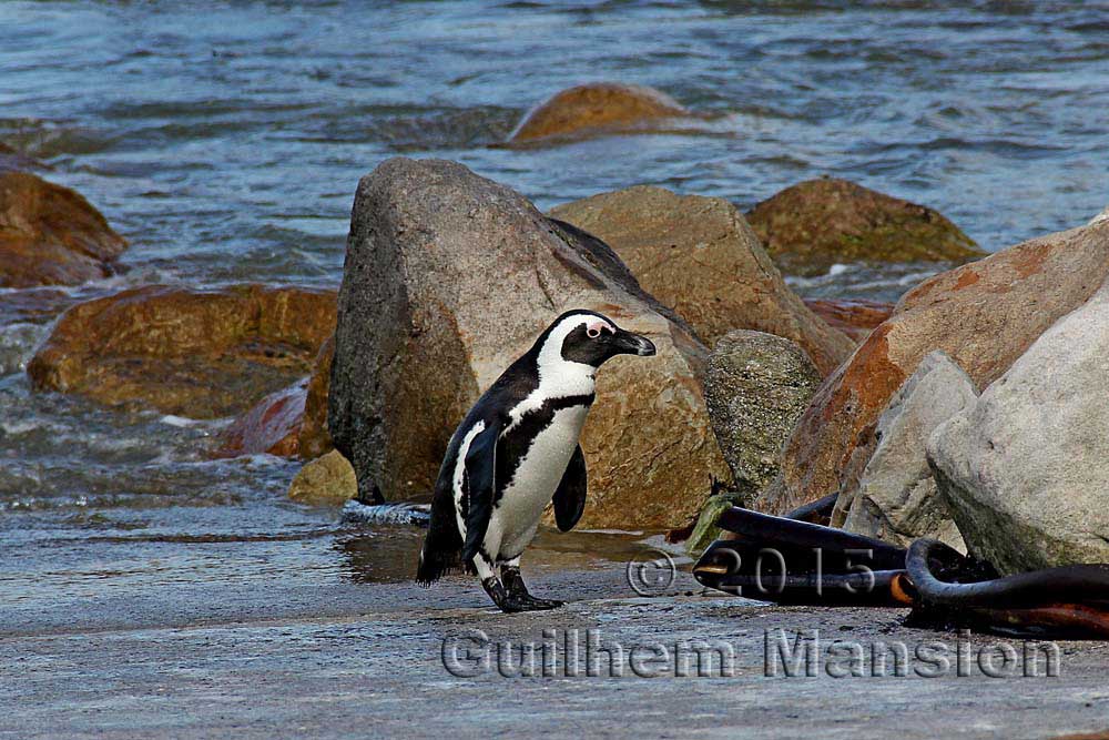 African penguin (Spheniscus demersus)