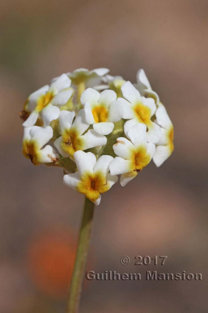 Manulea altissima