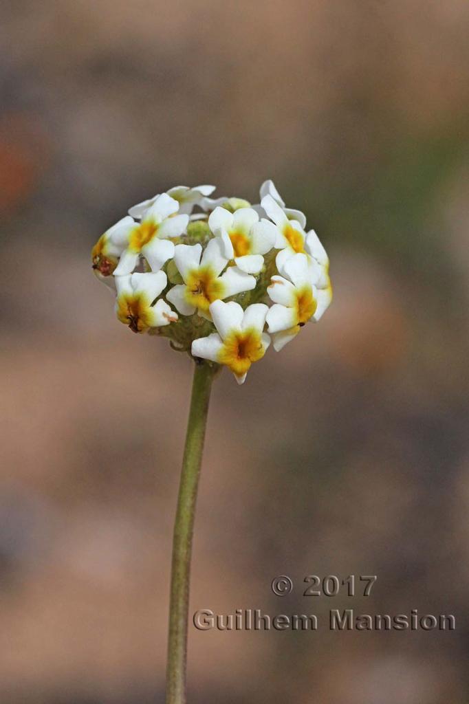 Manulea altissima