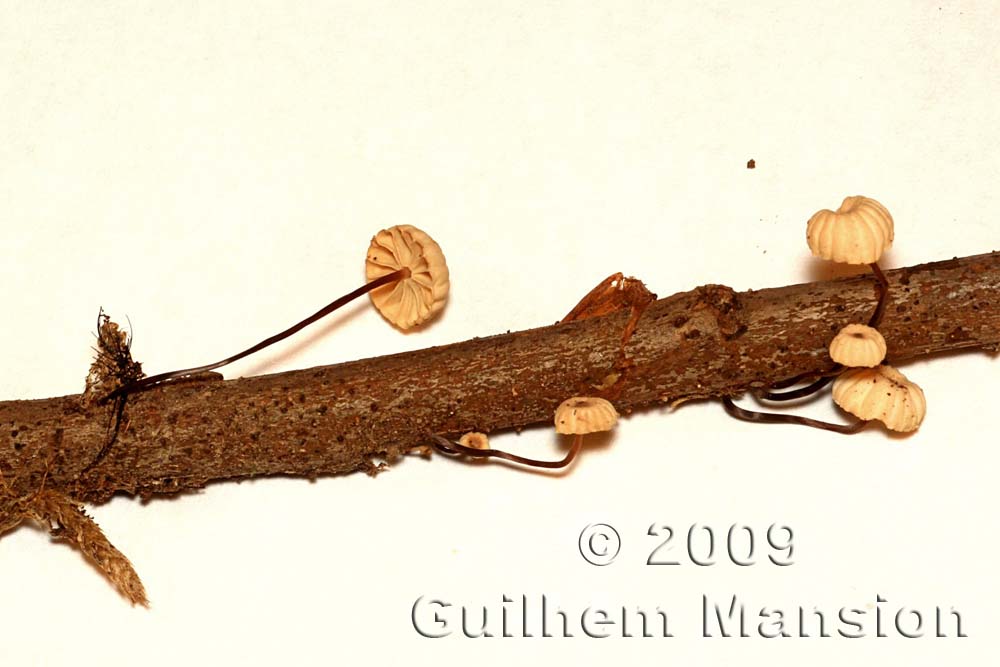 Marasmius rotula 