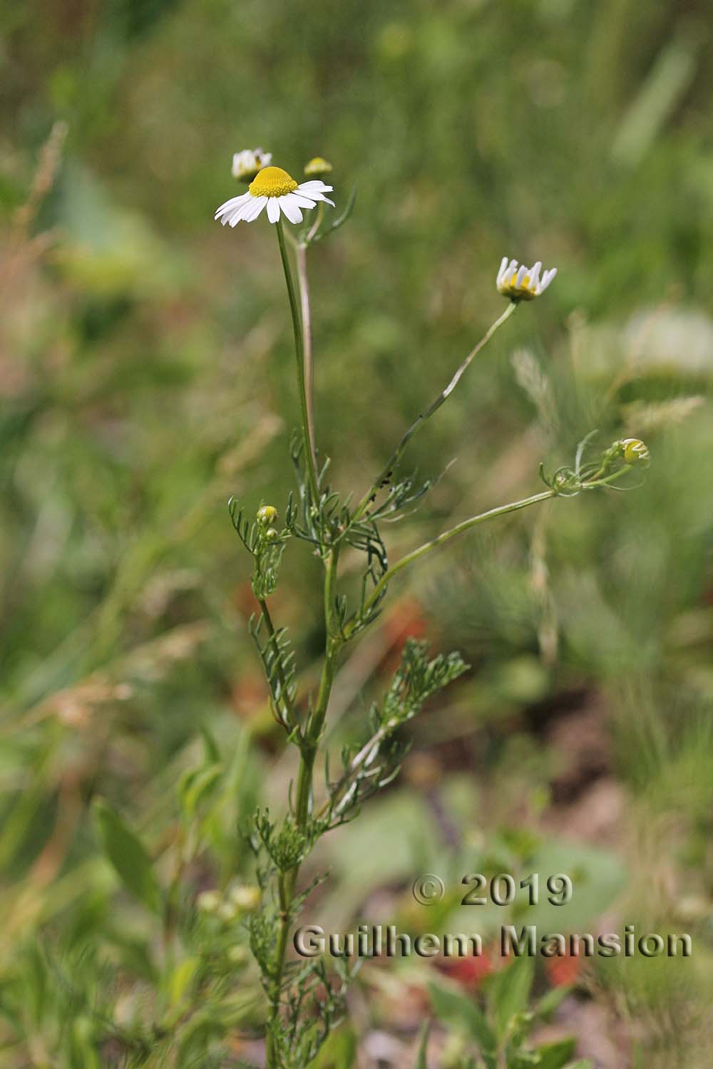 Matricaria chamomilla