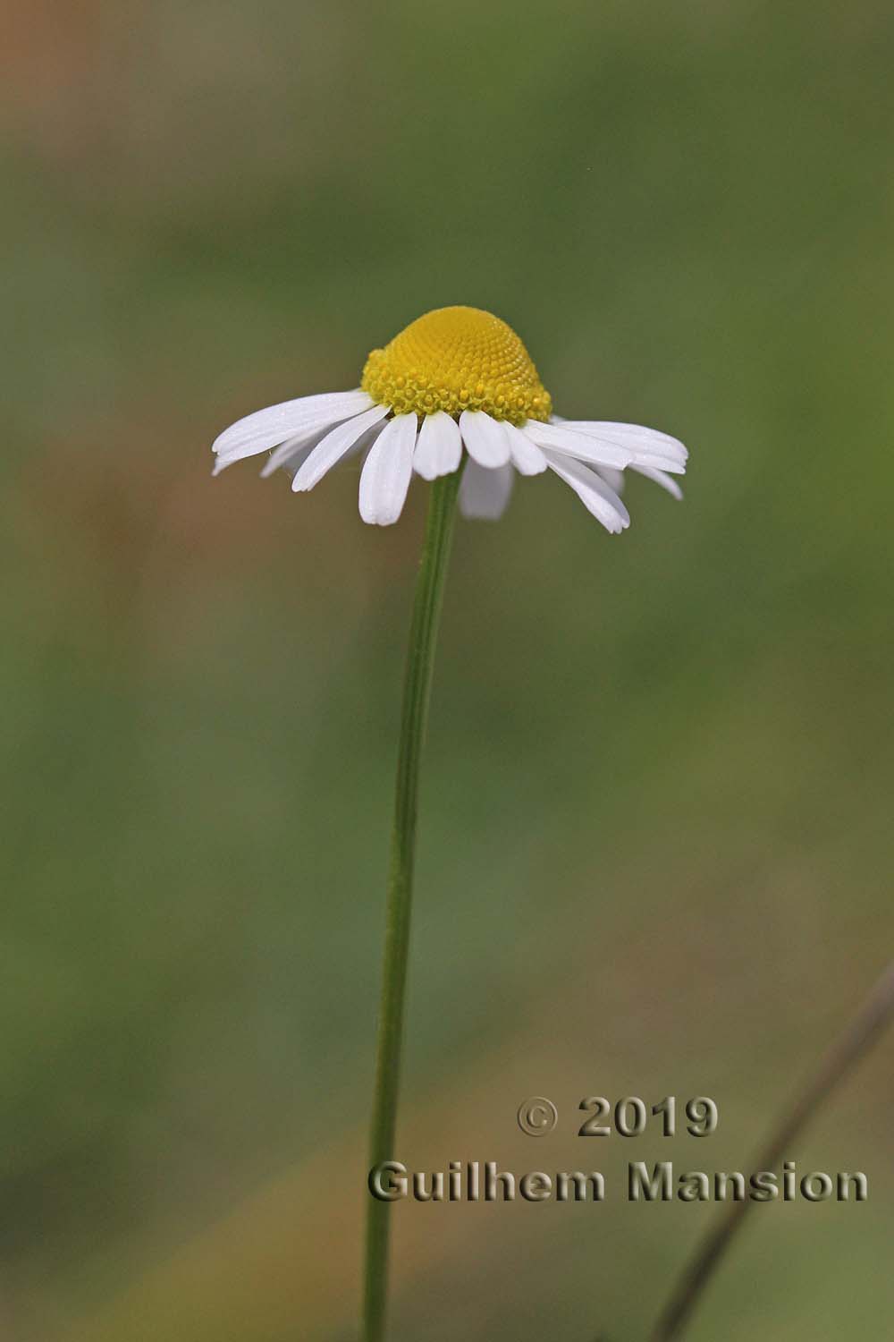 Matricaria chamomilla