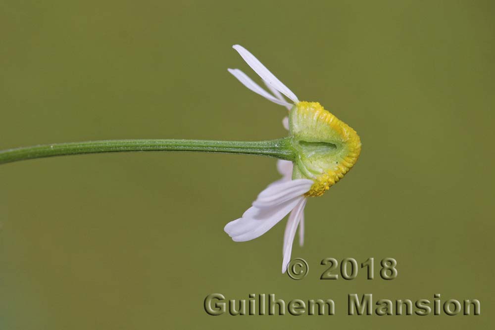 Matricaria chamomilla