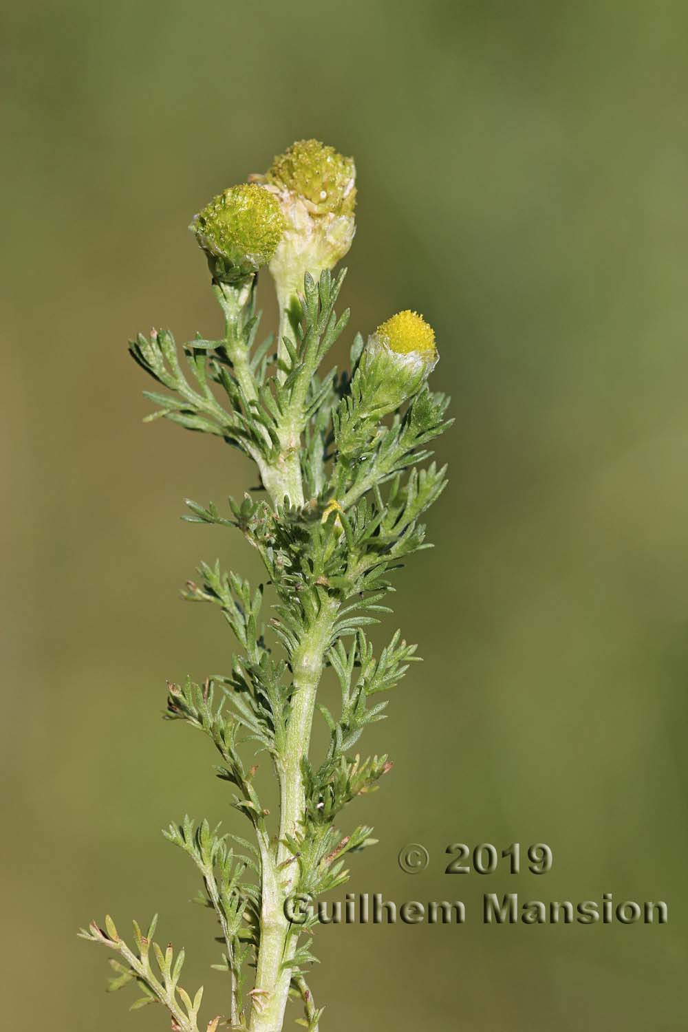 Matricaria discoidea