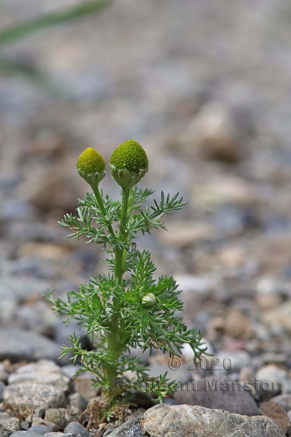 Matricaria discoidea