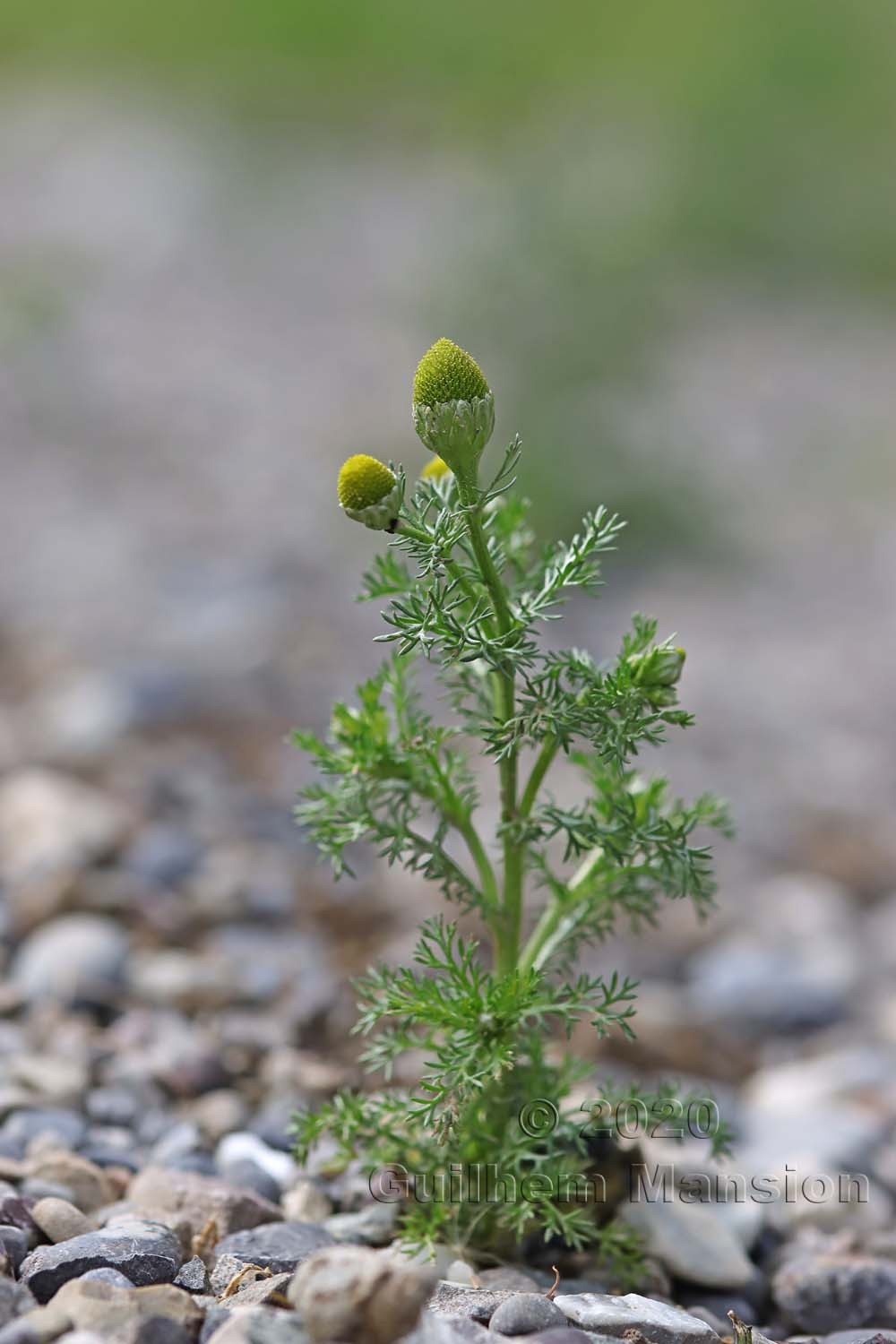 Matricaria discoidea