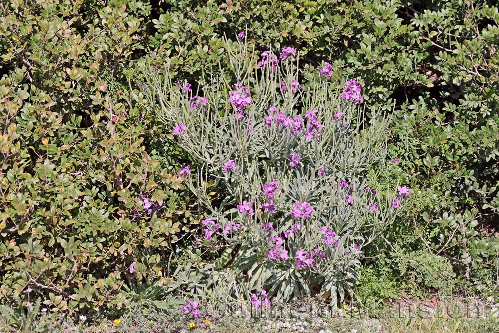 Matthiola incana