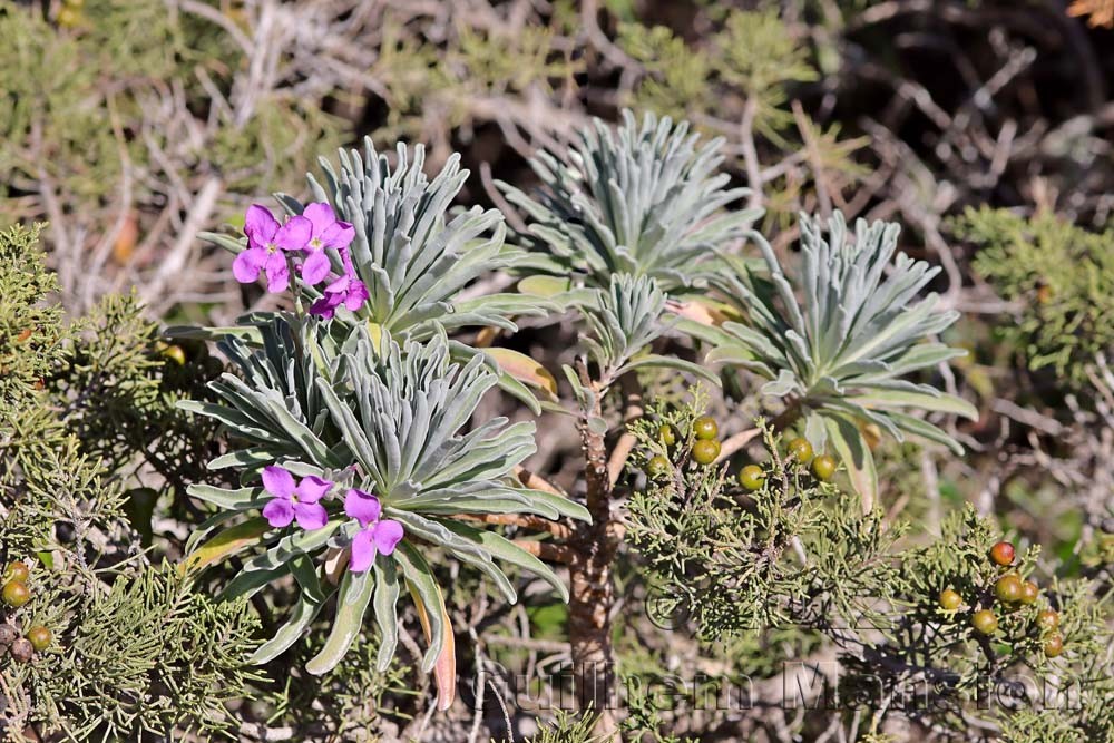 Matthiola incana