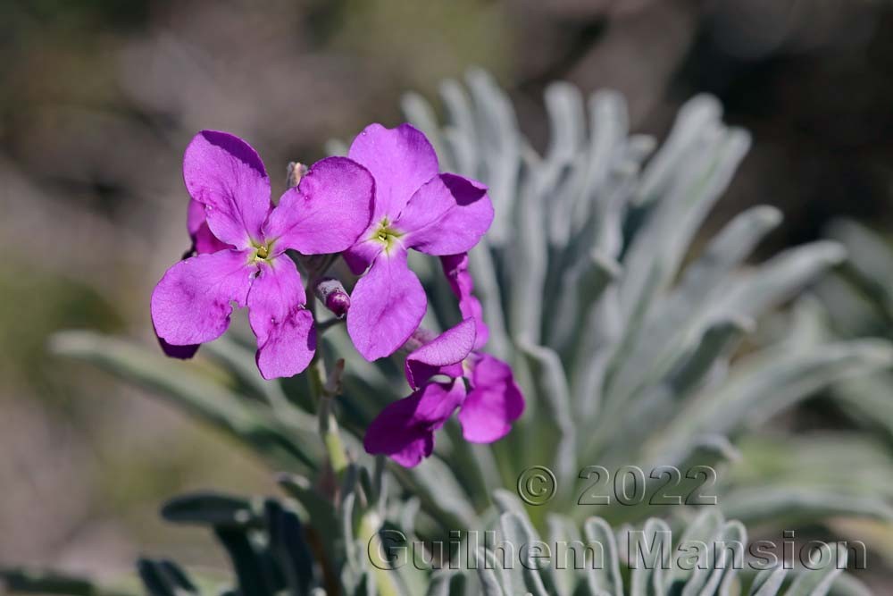 Matthiola incana