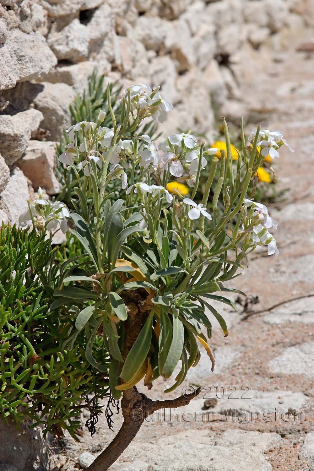 Matthiola incana