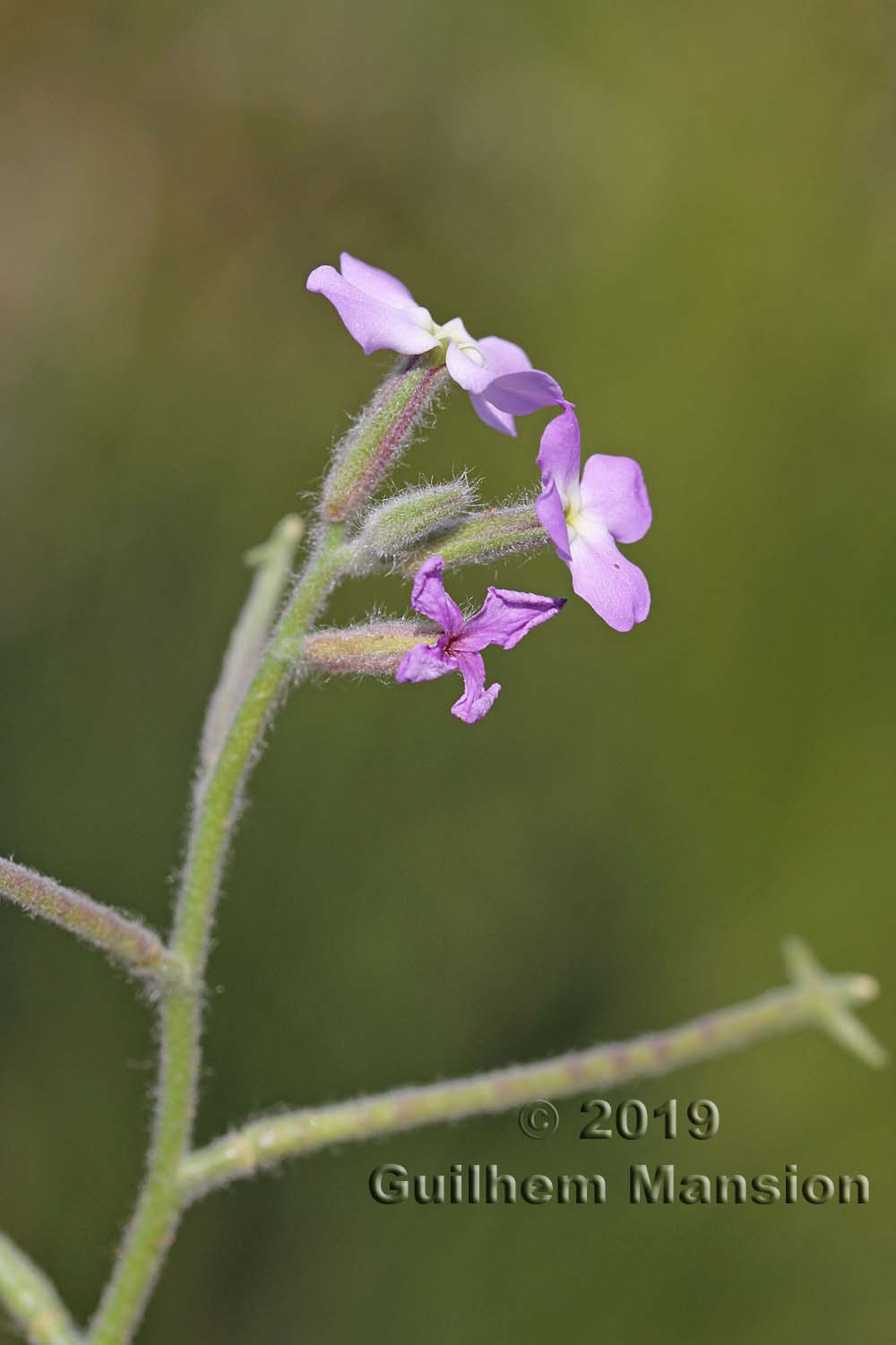 Matthiola tricuspidata