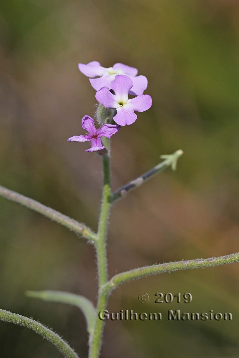 Matthiola tricuspidata