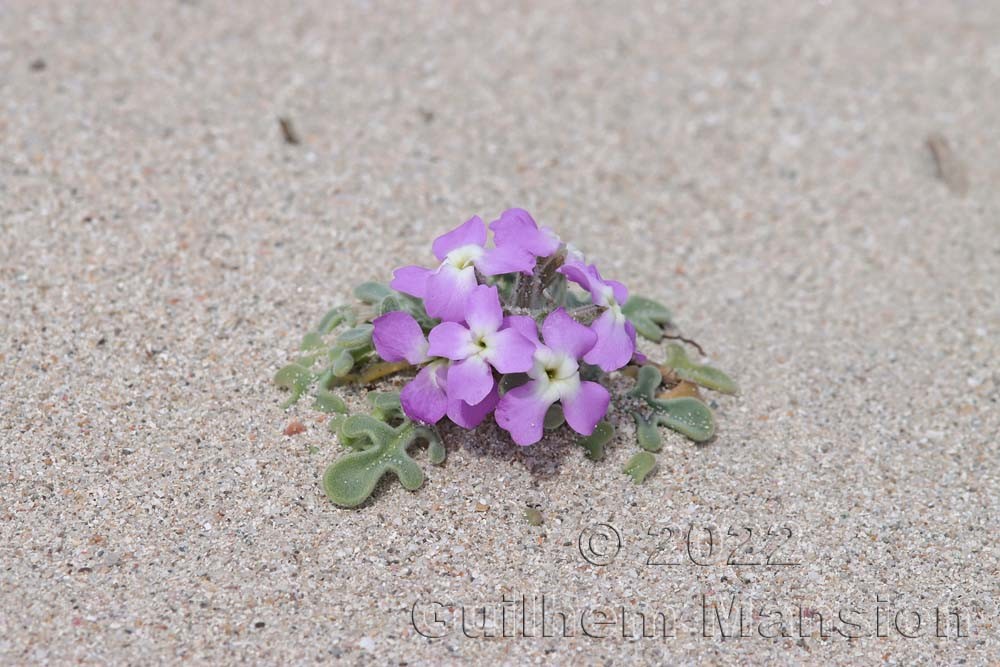 Matthiola tricuspidata