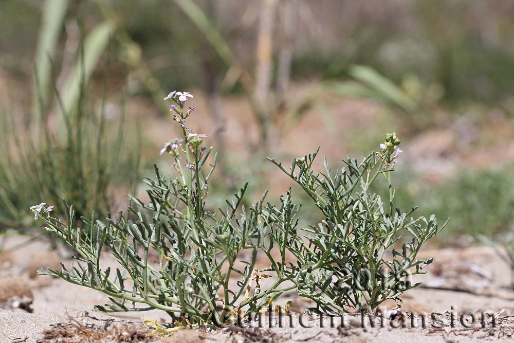 Matthiola tricuspidata