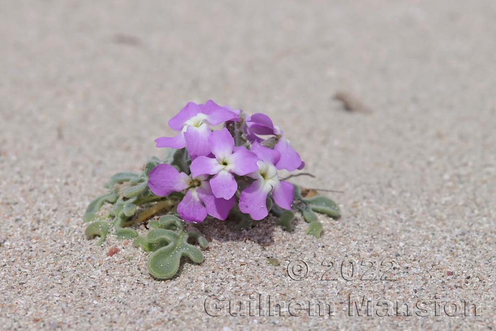 Matthiola tricuspidata