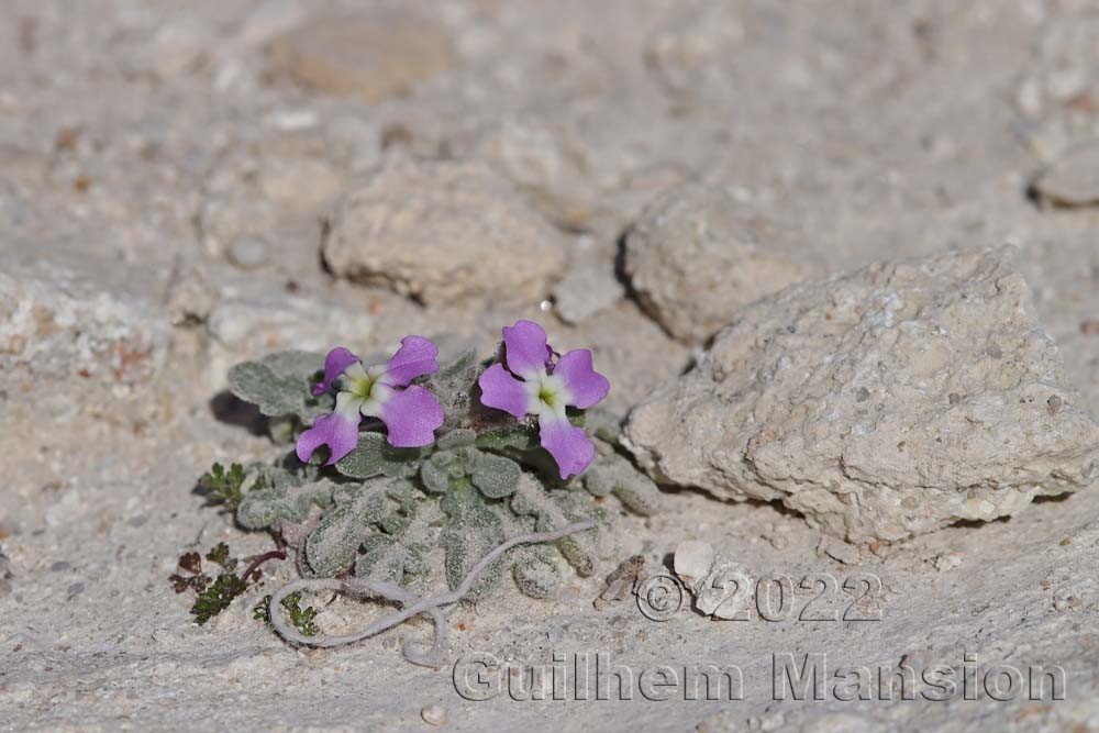 Matthiola tricuspidata