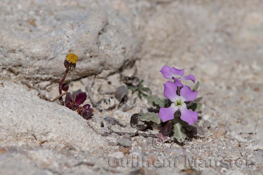 Matthiola tricuspidata