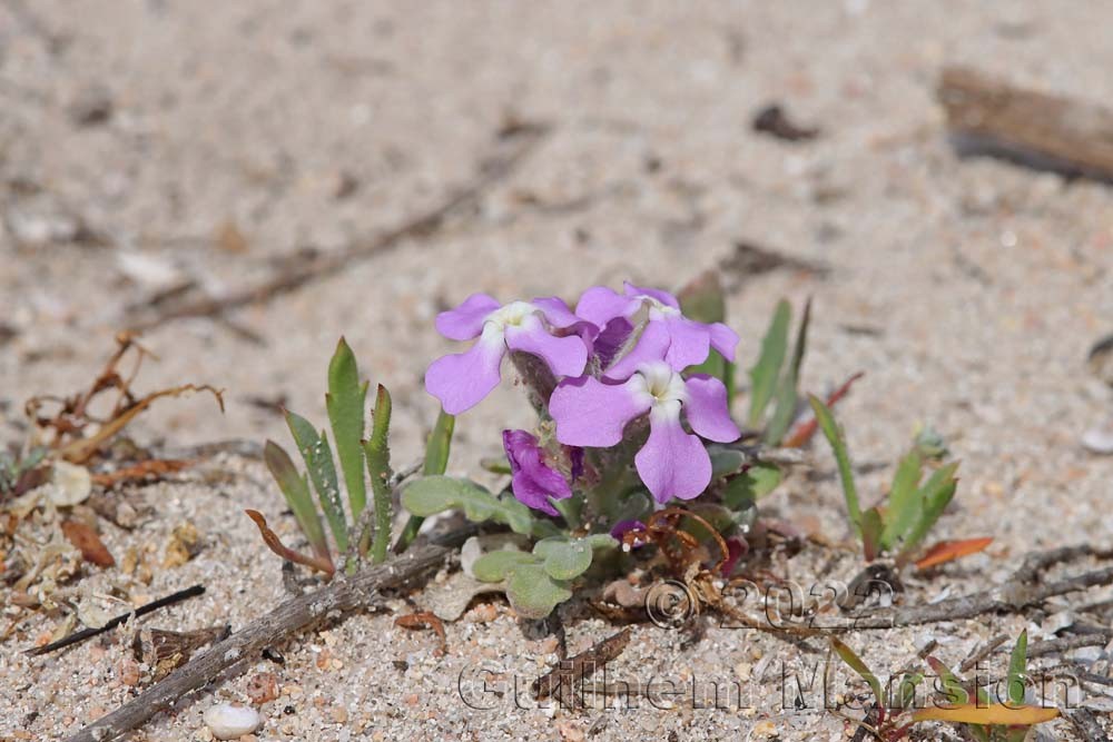 Matthiola tricuspidata