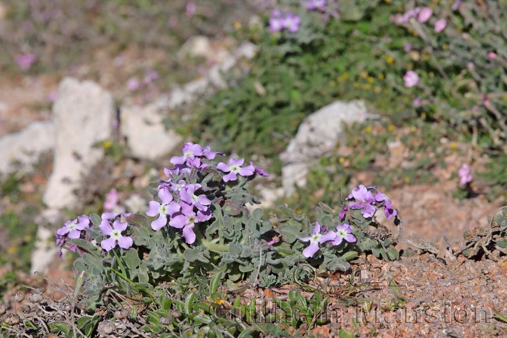 Matthiola tricuspidata