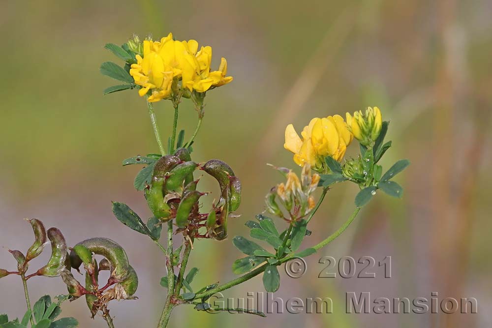 Medicago falcata