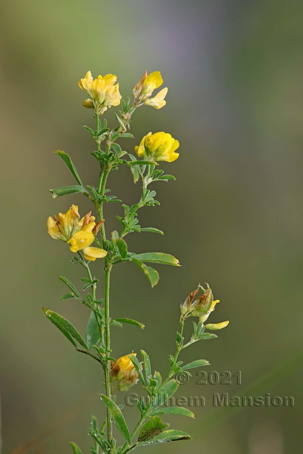 Medicago falcata