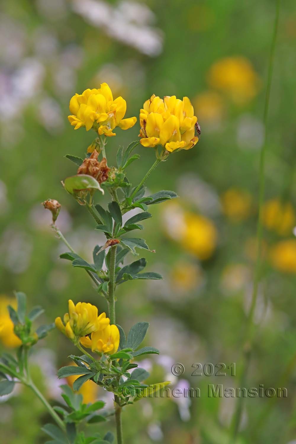 Medicago falcata