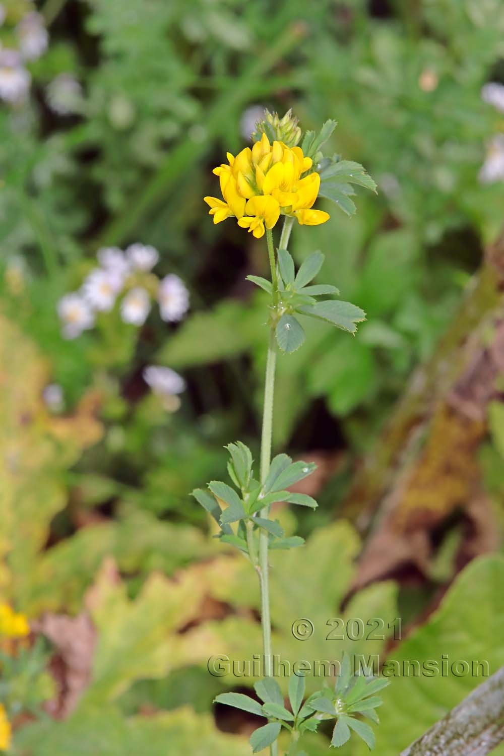 Medicago falcata