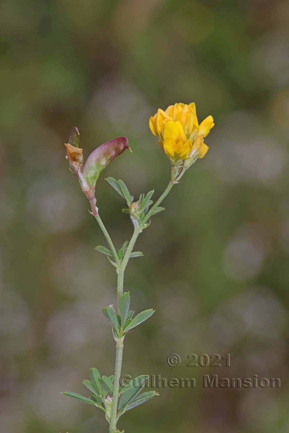 Medicago falcata