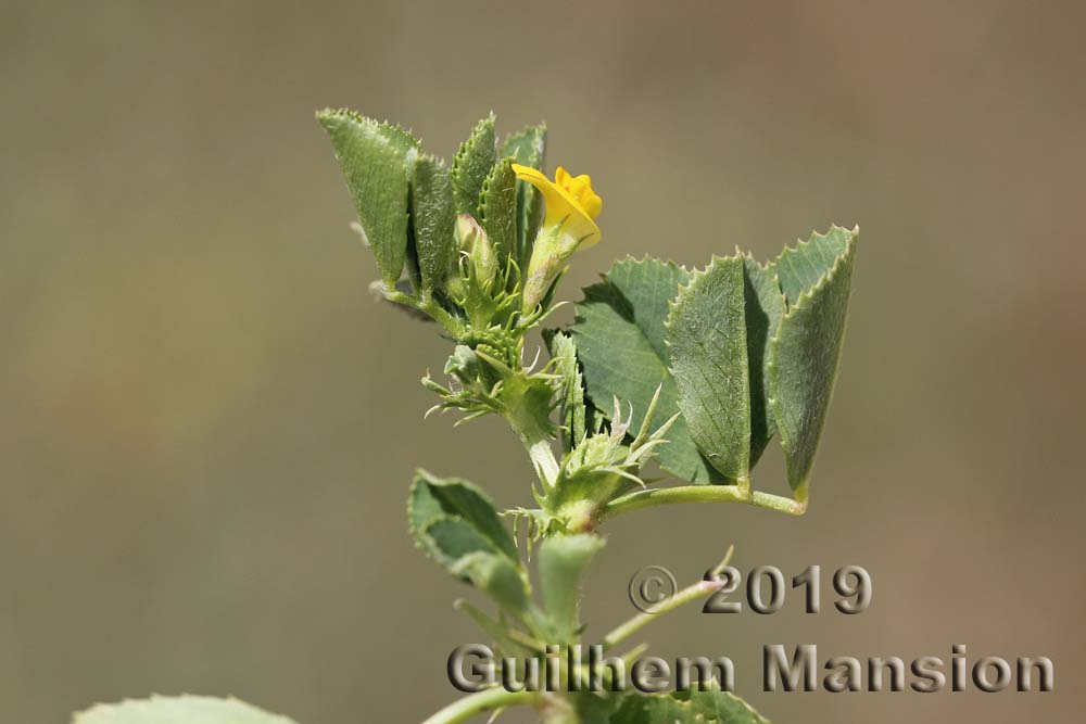 Medicago intertexta subsp. ciliaris